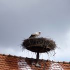 Der Storch im Nest