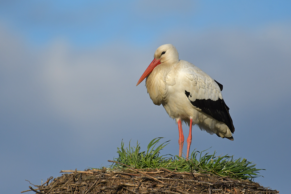 Der Storch im Ostereier-Nest