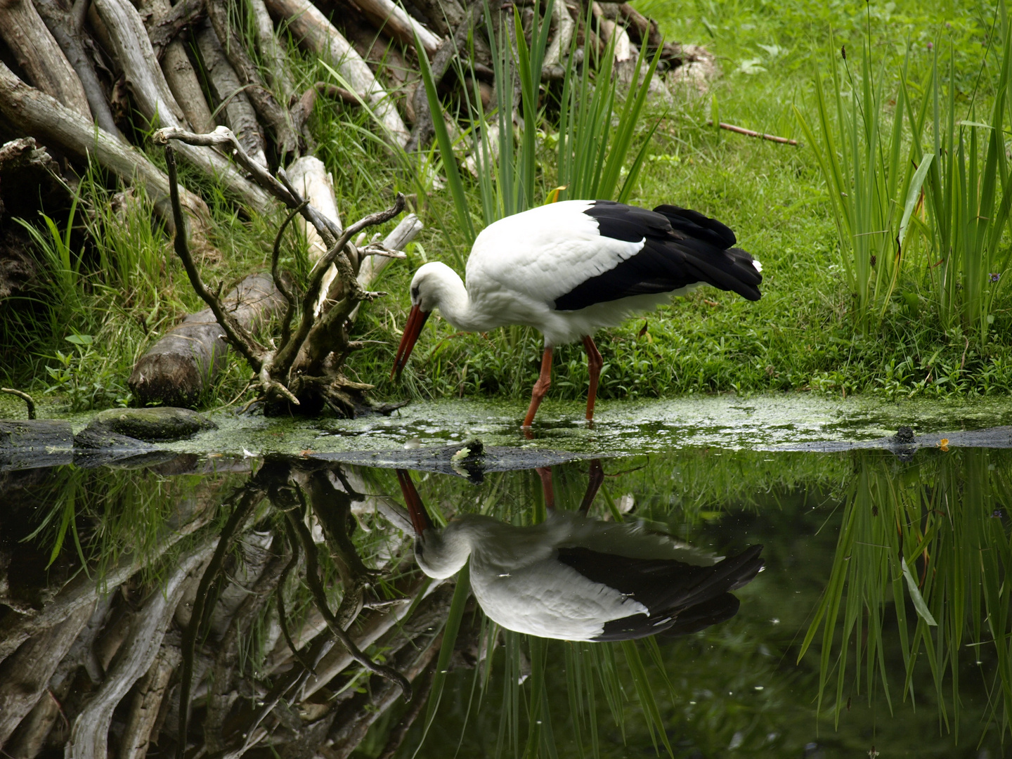 der Storch im Spiegel