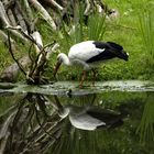 der Storch im Spiegel