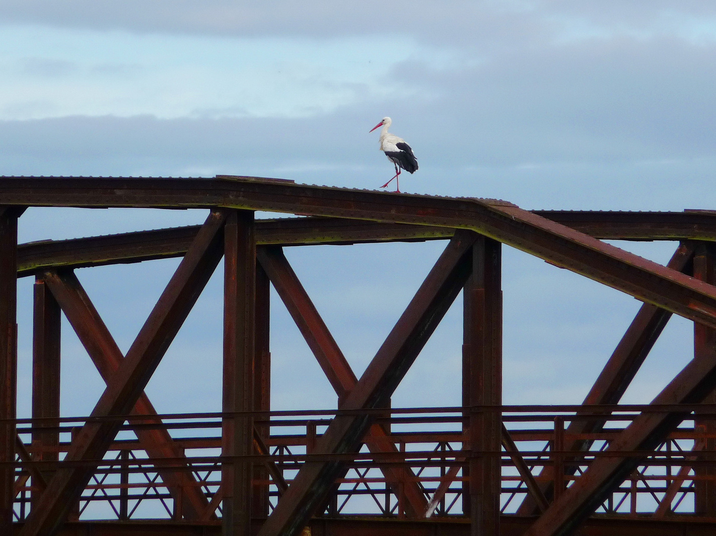 Der Storch im Strebensalat