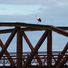 Der Storch im Strebensalat