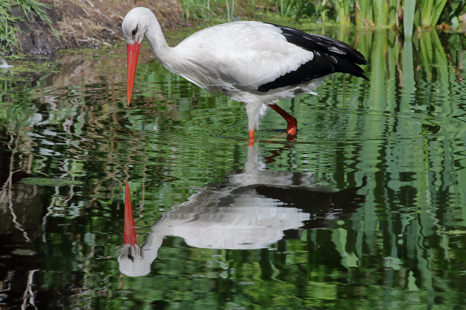 Der Storch im Teich Foto & Bild fotos, youth, frühling Bilder auf