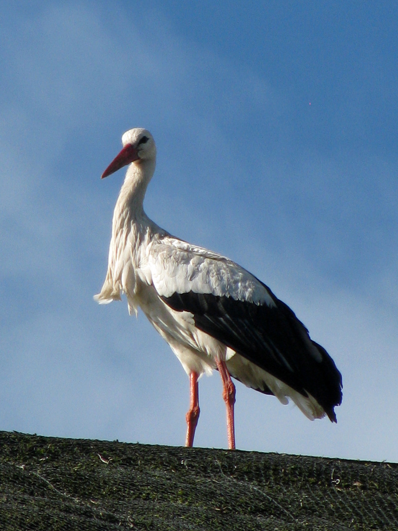 Der Storch in Amsterdam