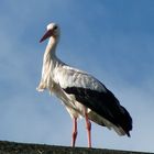 Der Storch in Amsterdam