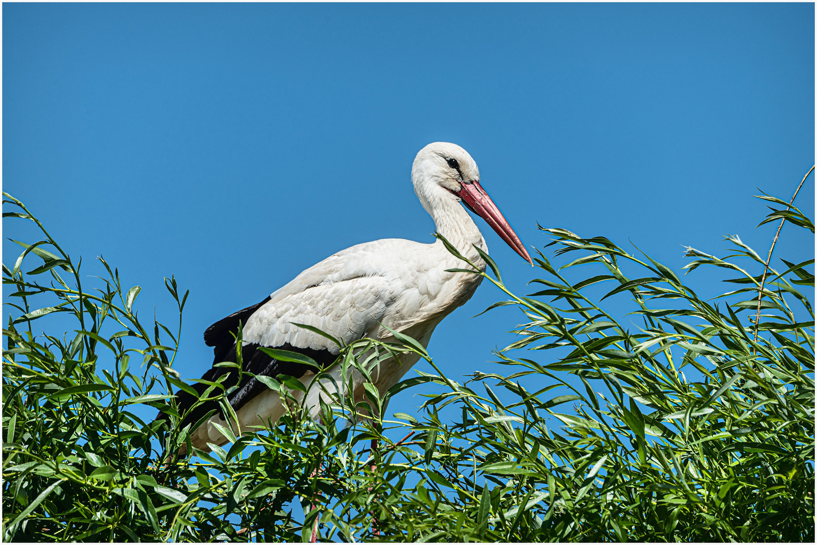 Der Storch in den Weiden !