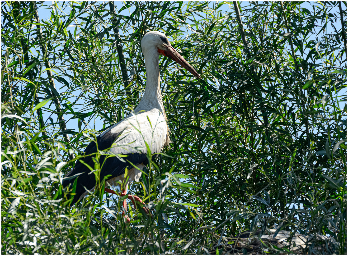 Der Storch in den Weiden !