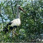 Der Storch in den Weiden !