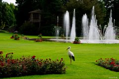 Der Storch in seinem schönen Umfeld.