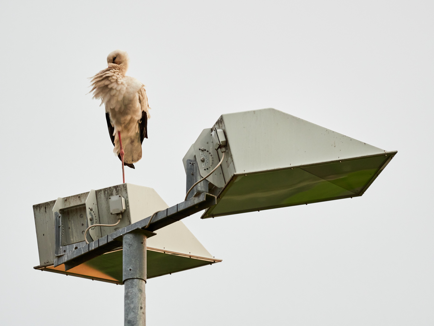 Der Storch in Warteposition