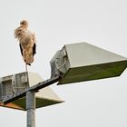 Der Storch in Warteposition