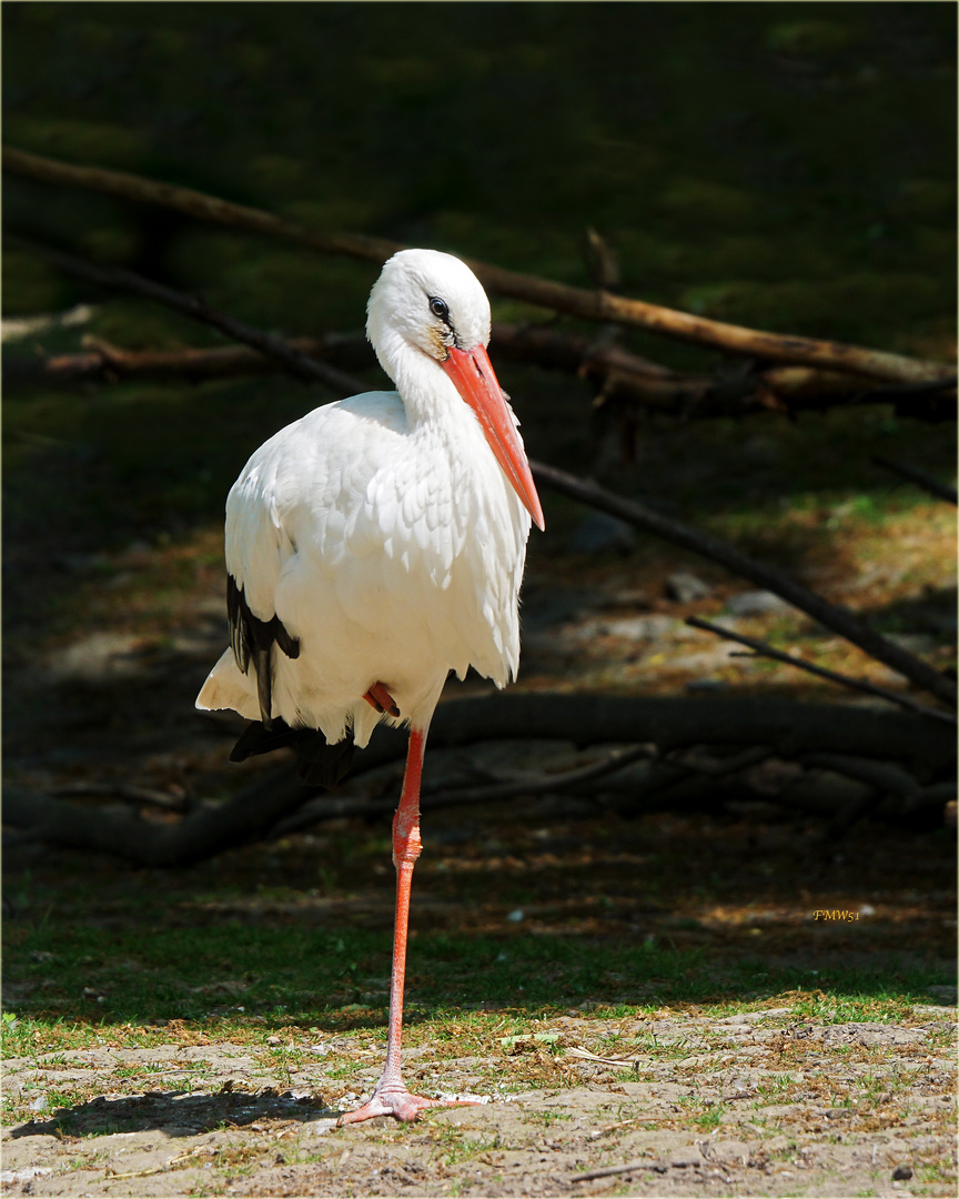 Der Storch ist da!