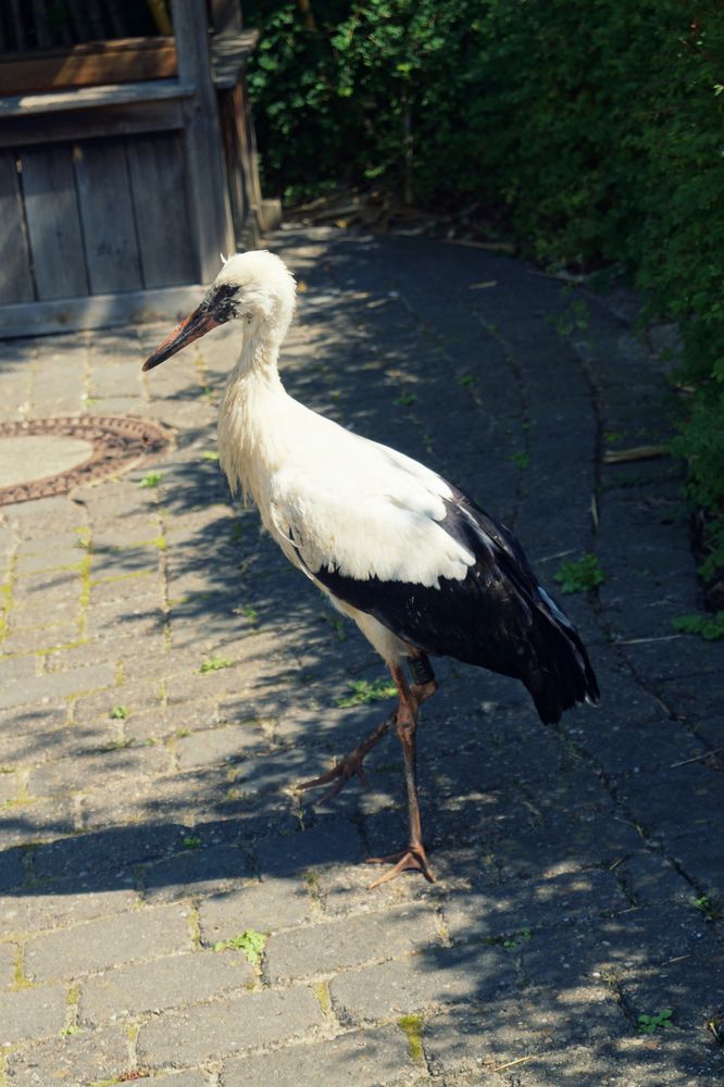 Der Storch ist da!