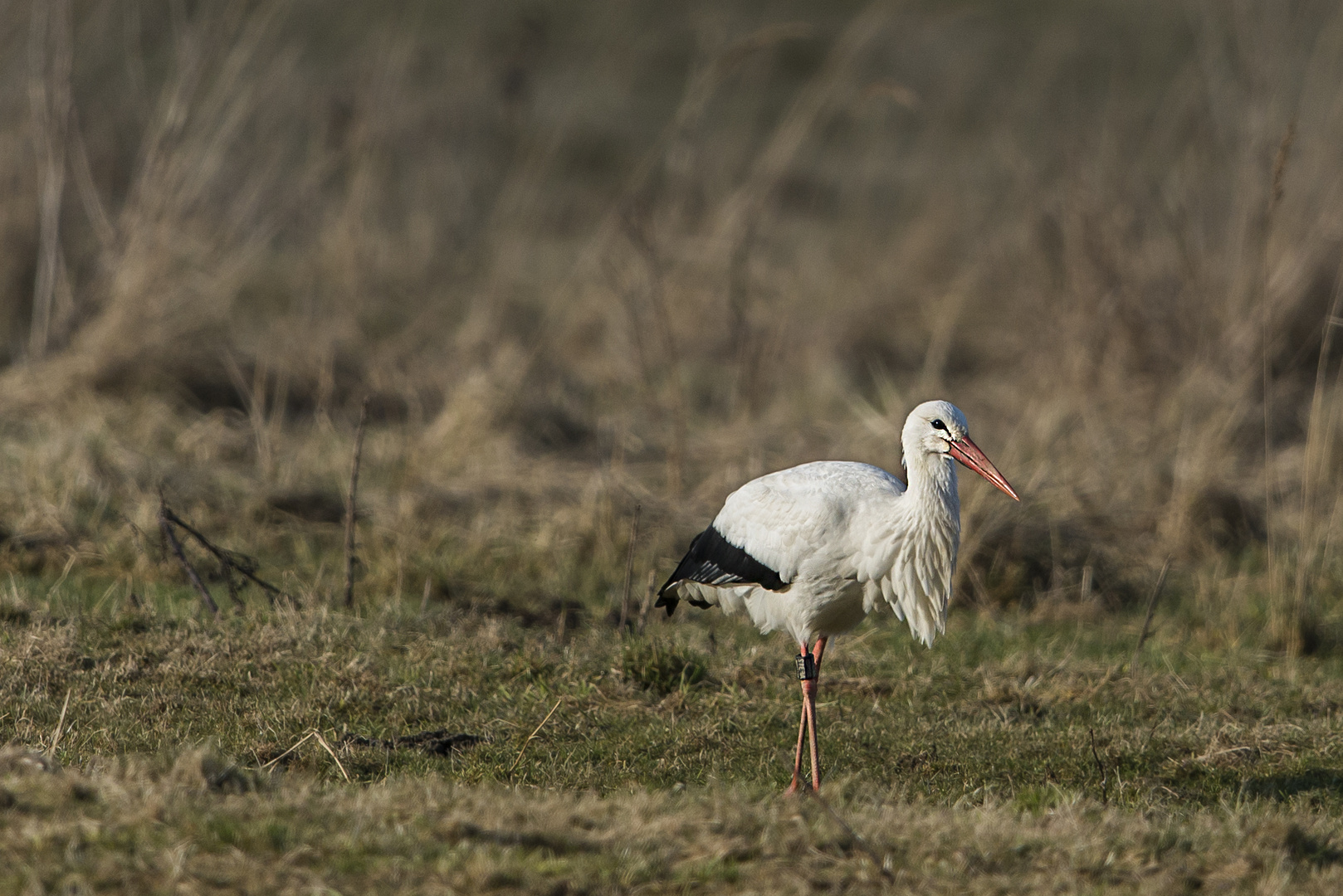 Der Storch ist da.