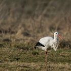 Der Storch ist da.