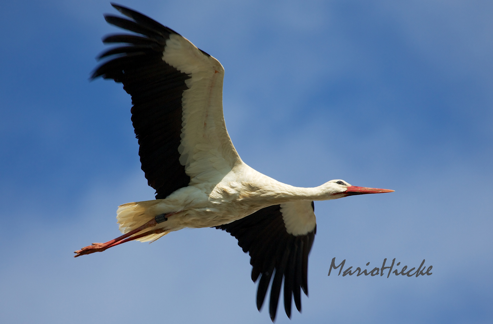 Der Storch ist da !