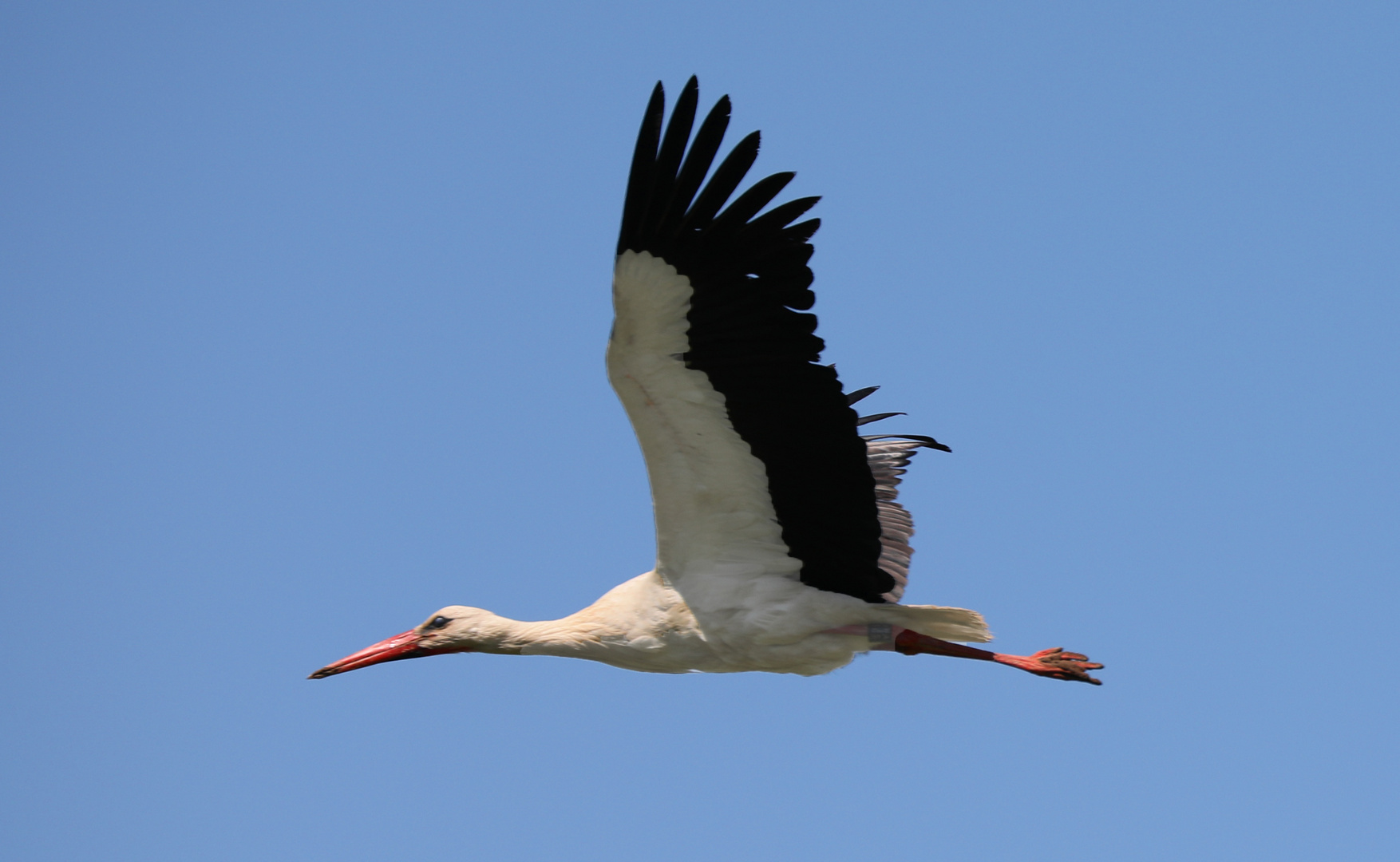 Der Storch ist da