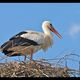 Der Storch ist gekommen