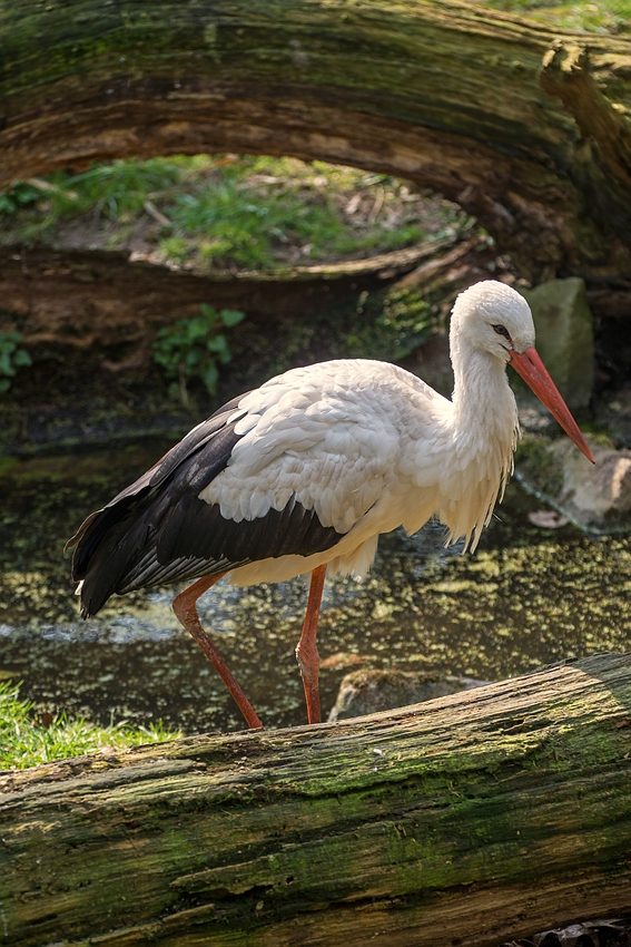 Der Storch ist unterwegs