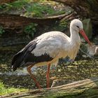 Der Storch ist unterwegs