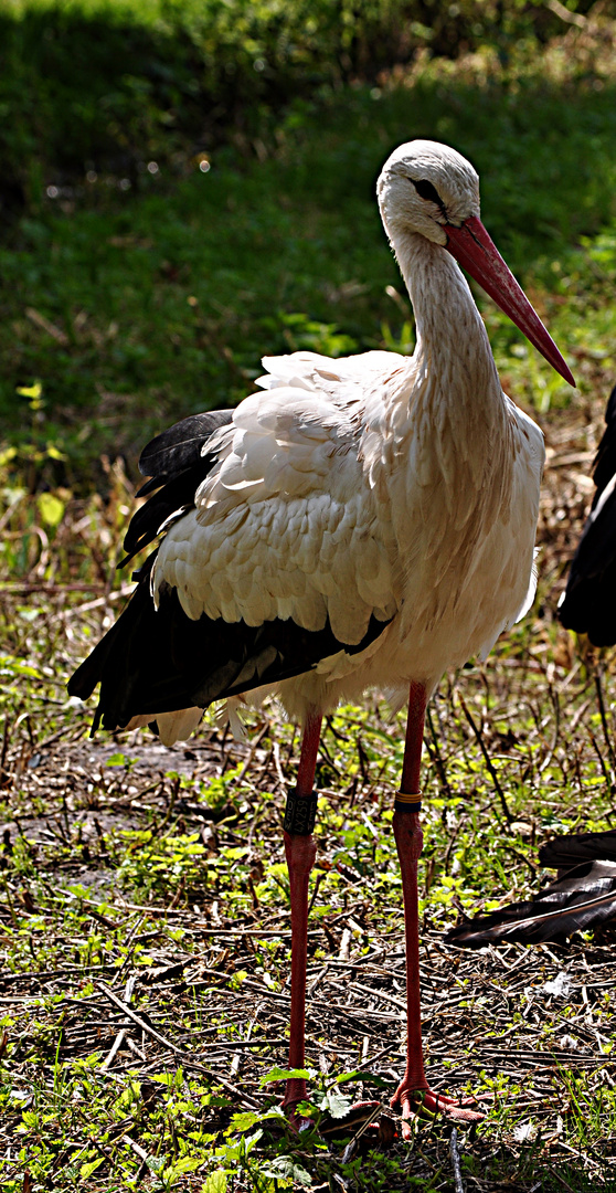 Der Storch ist wieder da.