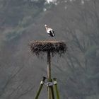 Der Storch ist wieder da !