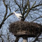 Der Storch ist wieder da.