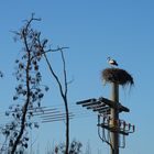 Der Storch ist wieder da!