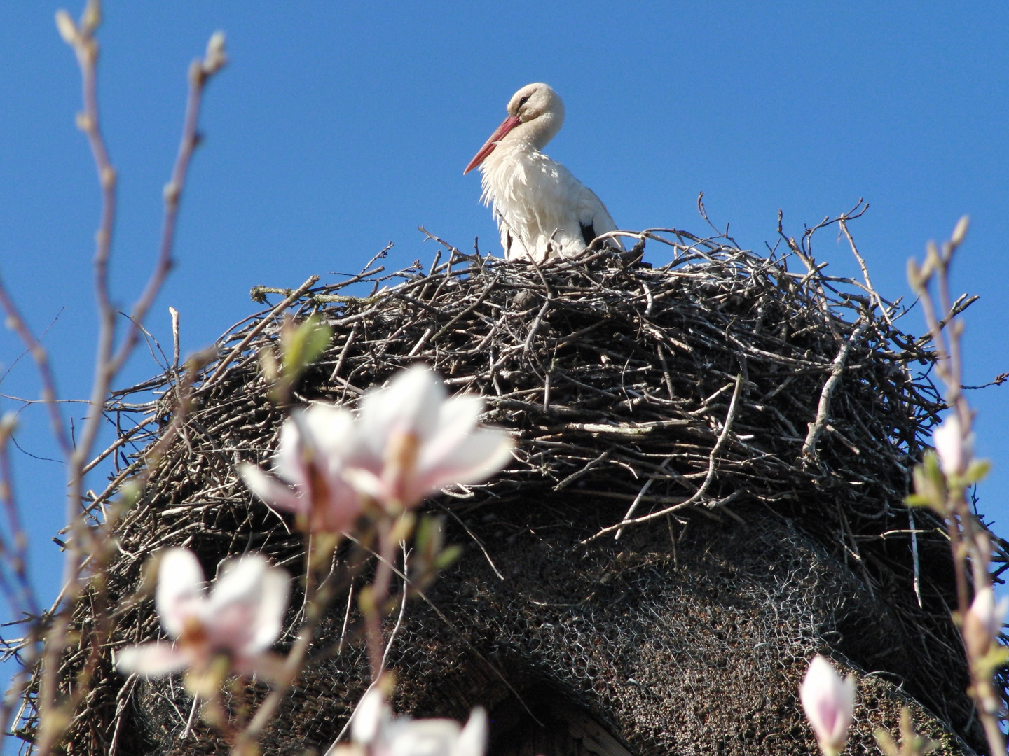 Der Storch ist wieder da