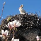 Der Storch ist wieder da