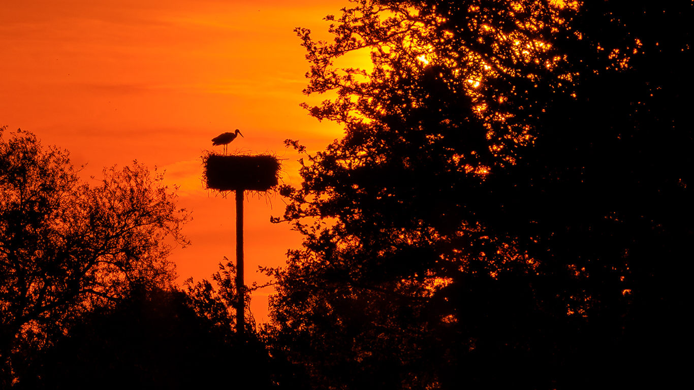 Der Storch ist zurück