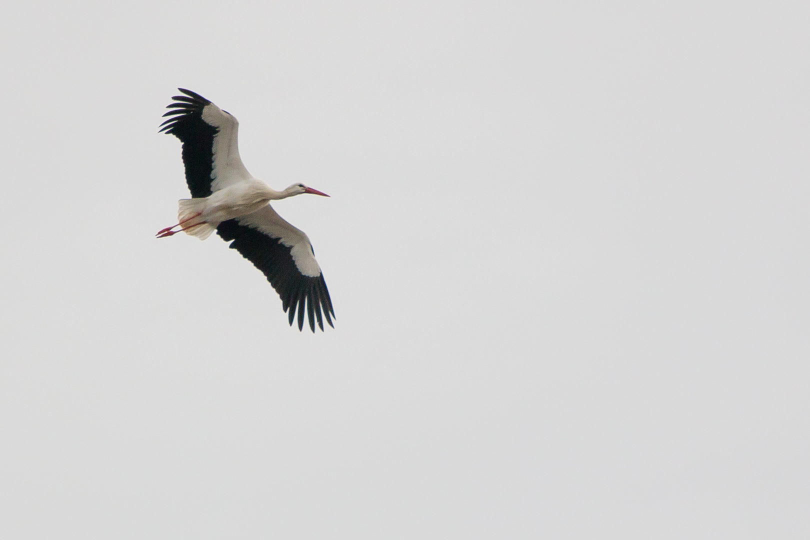 Der Storch ist zurück .24 Januar 2016