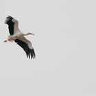 Der Storch ist zurück .24 Januar 2016