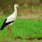 Der Storch ist zurück