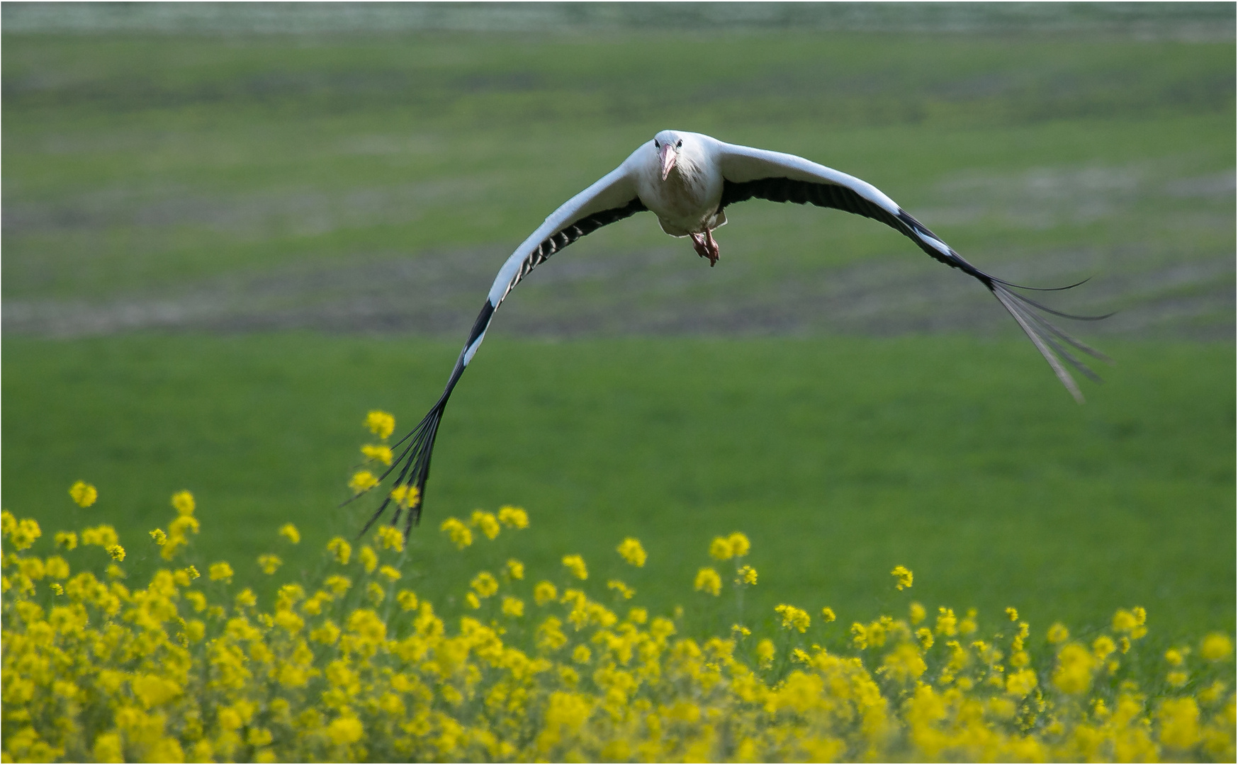 der Storch kommt