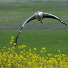 der Storch kommt