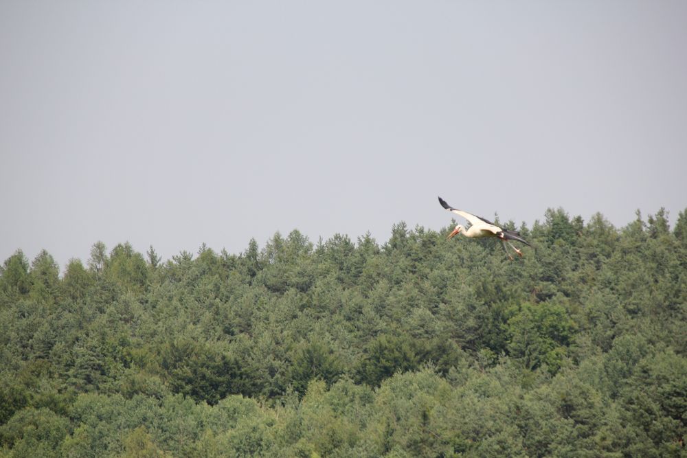 Der Storch kommt geflogen