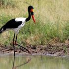 Der Storch mit den deutschen Farben ...