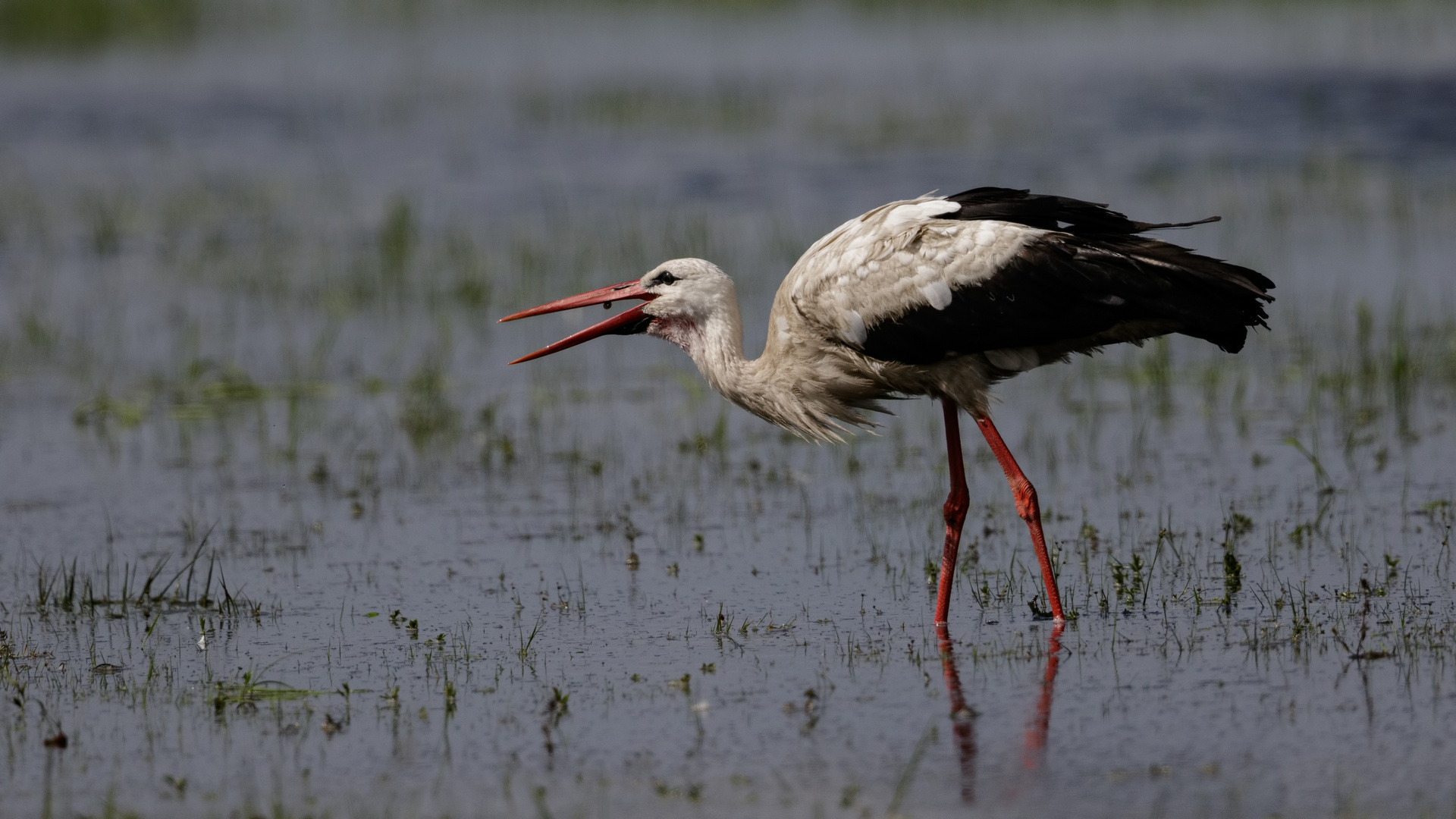 Der Storch nochmal