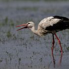 Der Storch nochmal