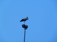 Der Storch saß in der Nacht auf dem Mast am Sportpatzz