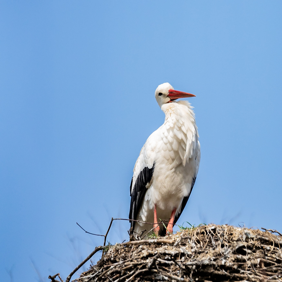 Der Storch schaut mir beim Fotografieren zu.????????