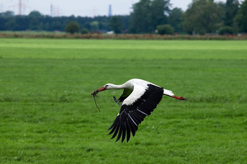 der Storch startet durch