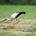 Der Storch sucht ununterbrochen Futter