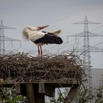 Der Storch und das Kernkraftwerk