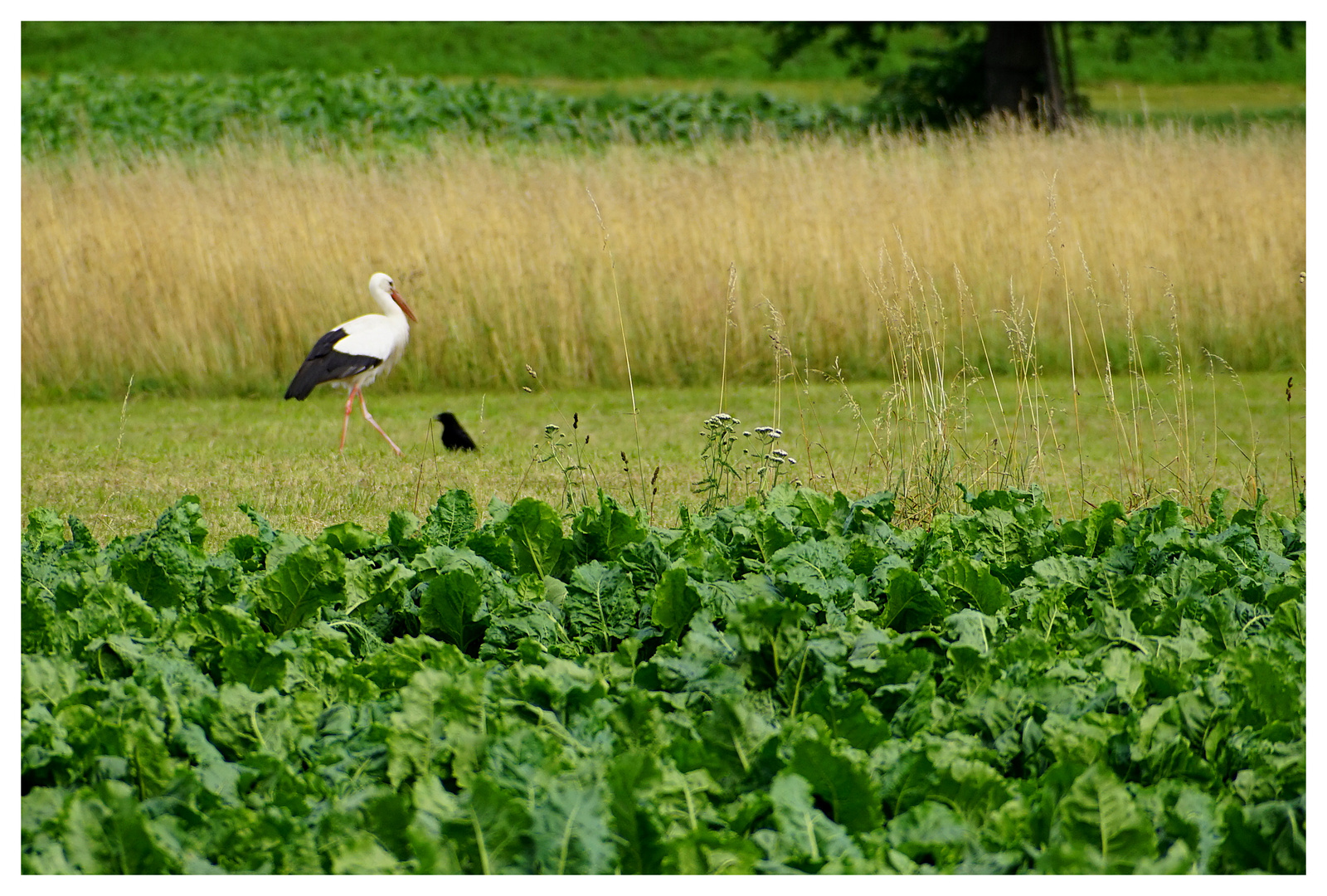 Der Storch und die Krähe