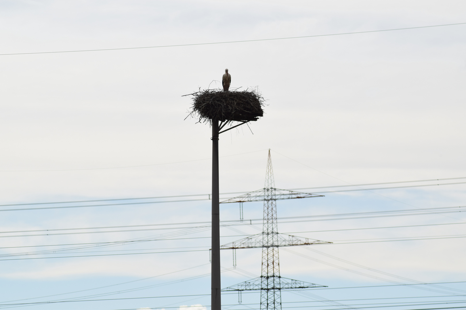 Der Storch und die stromleitung