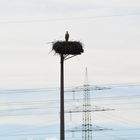 Der Storch und die stromleitung