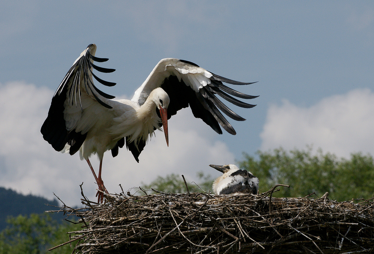 Der Storch und sein klein es.