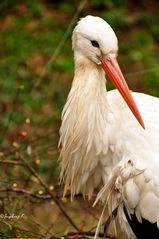 Der Storch verliert sein Wintergefieder